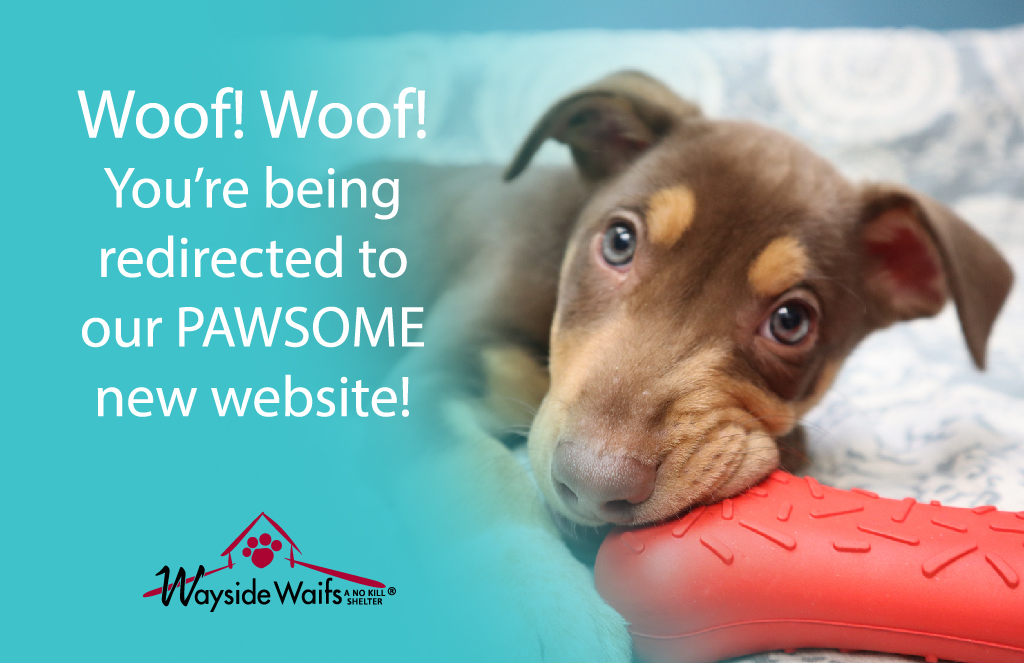 Woof! Woof! You're being redirected to our PAWSOME new website!