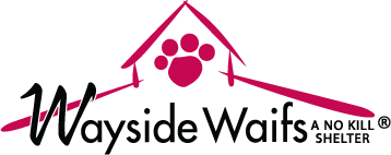 Welcome to Wayside Waifs